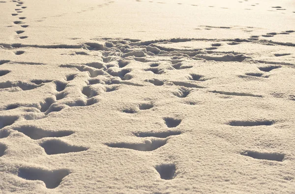 Fußabdrücke im Schnee. — Stockfoto