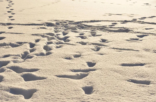 Huellas en la nieve. — Foto de Stock