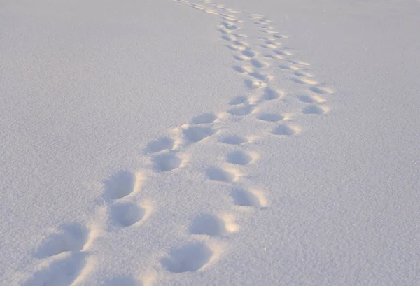 Fotspår i snön. — Stockfoto