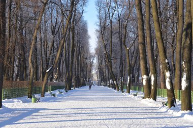 St.Petersburg yaz bahçede sokakta.