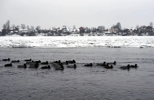 Rivière en hiver à la campagne . — Photo
