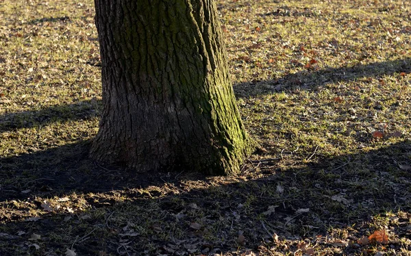 이른 봄 공원에 있는 나무. — 스톡 사진