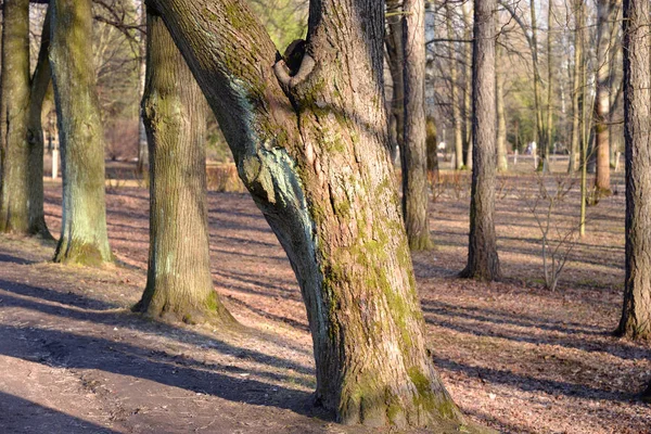 Bomen in de vroege lente park. — Stockfoto