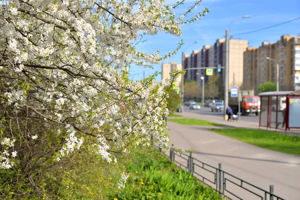 Bloeiende Appelboom Een Stad Straat Petersburg Rusland — Stockfoto