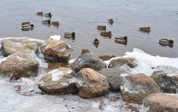 Pierres de granit sur la rive de la rivière . — Photo
