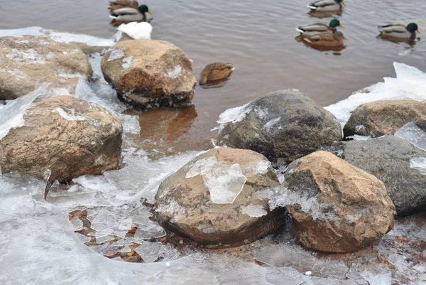 Granite stones on the river bank. — Stock Photo, Image