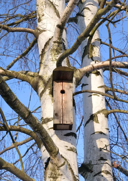 Vogelhaus auf einer Birke. — Stockfoto