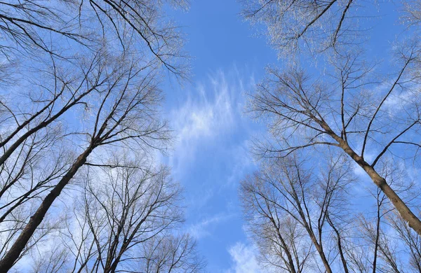 Bosque en invierno . — Foto de Stock