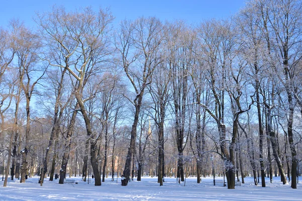 Park på vintern. — Stockfoto