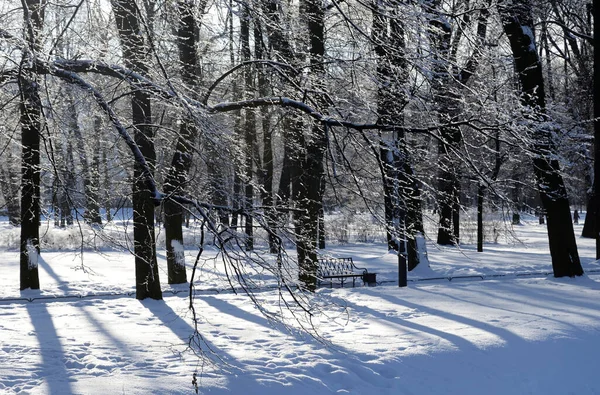 Parque no inverno . — Fotografia de Stock