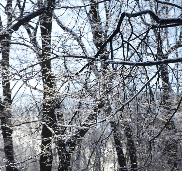 Besneeuwde Boomtakken — Stockfoto