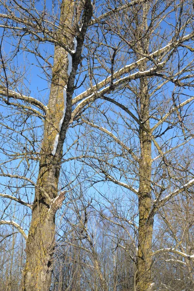 Poplar Strom Zimě Slunečného Zimního Dne — Stock fotografie