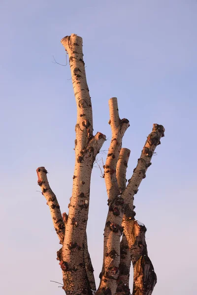 Trunk Tree Sunny Winter Evening — 图库照片