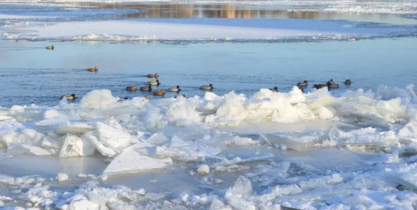 俄罗斯冬日鸭河 — 图库照片