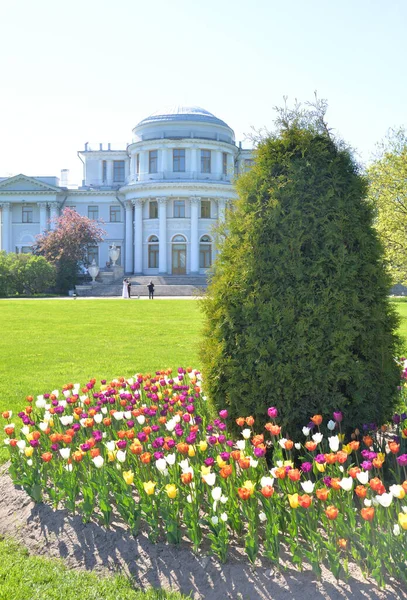 Elagin Palace Flowerbed Blooming Tulips Petersburg Russia — Stock Photo, Image