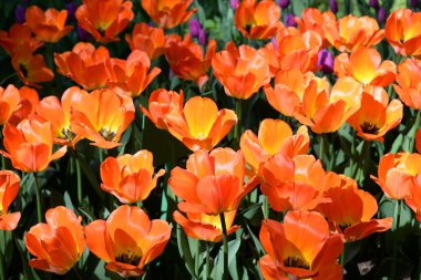 Çiçekli laleler güneşli bahar gününde kapanıyor.