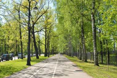 Krestovsky Adası 'ndaki parkta bisiklet yolu Saint Petersburg, Rusya.