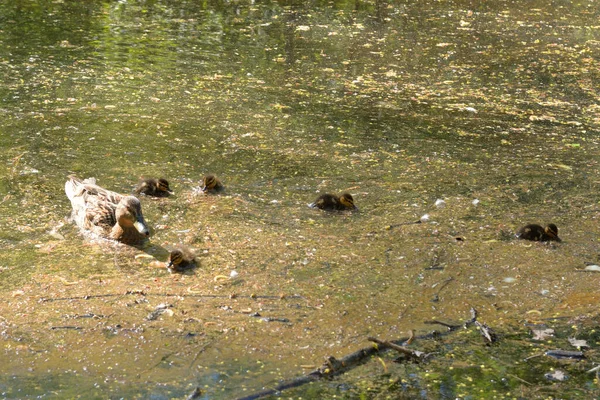 Canard Avec Des Canetons Dans Étang Envahi Par Végétation Jour — Photo