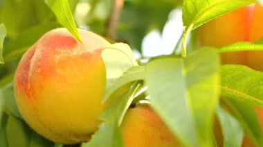 Şeftali dalı yaprakları ile