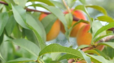 Tatlı yeşil dalda şeftali