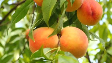 Olgunlaşmış meyve ile şeftali ağacı dalı