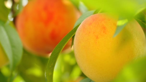 Yellow and orange peaches growing on tree — Stock Video