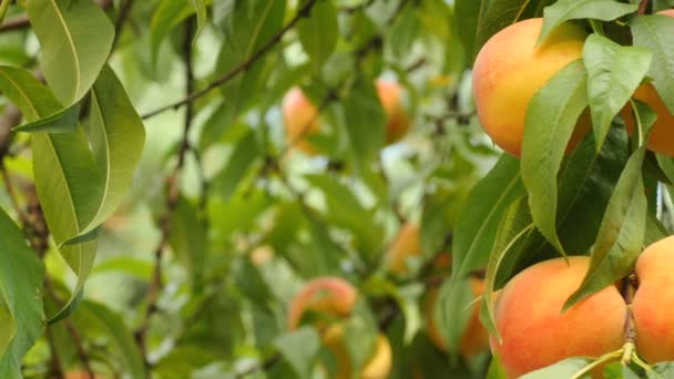 Le pesche dolci sugli alberi sono pronte per essere raccolte — Video Stock