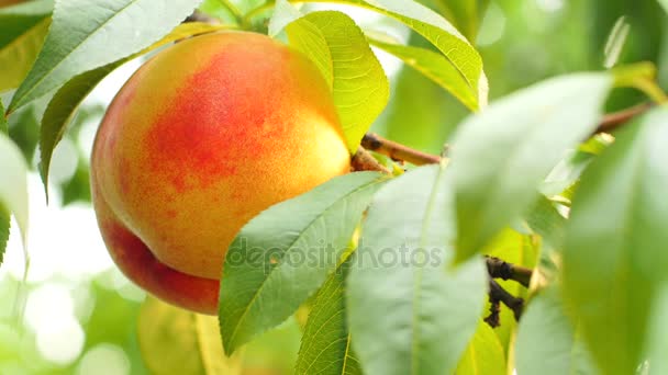 Nectarina madura de color amarillo anaranjado en rama de árbol — Vídeo de stock