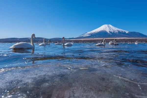 Bílá labuť v jezeře yamanaka — Stock fotografie