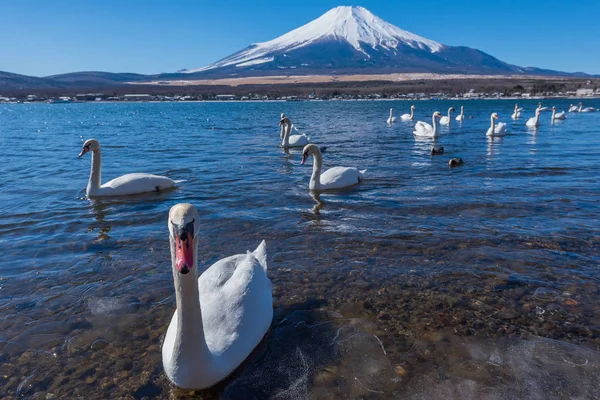 Cisne branco no lago yamanaka — Fotografia de Stock