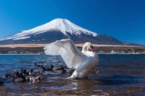 Bílá labuť v jezeře yamanaka — Stock fotografie