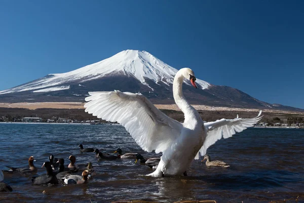 Vit svan i yamanaka sjö — Stockfoto