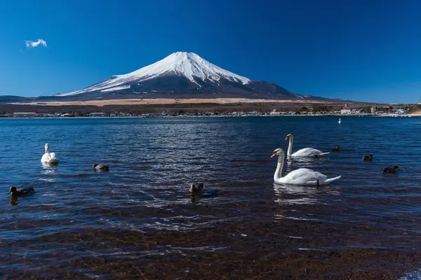 Vit svan i yamanaka sjö — Stockfoto