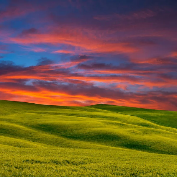 Зелене поле в сутінках — стокове фото