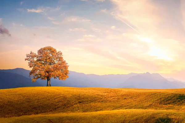 Das grüne Feld — Stockfoto