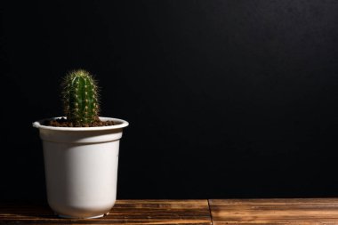 Çok güzel kapalı kaktüs Bahçe