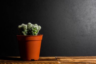 Çok güzel kapalı kaktüs Bahçe