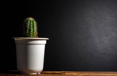 Çok güzel kapalı kaktüs Bahçe