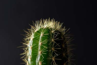 Çok güzel kapalı kaktüs Bahçe