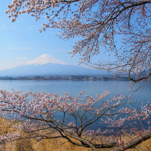Гора Фудзи и вишня — стоковое фото