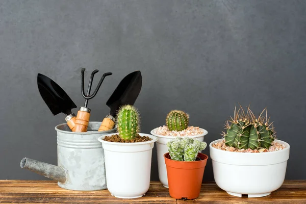 Çok güzel kapalı kaktüs Bahçe