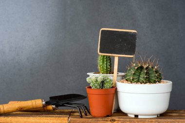 Çok güzel kapalı kaktüs Bahçe