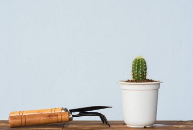 Çok güzel kapalı kaktüs Bahçe