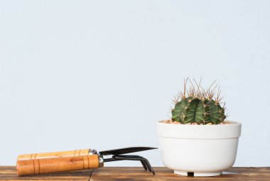 Çok güzel kapalı kaktüs Bahçe