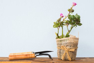 Çok güzel kapalı kaktüs Bahçe