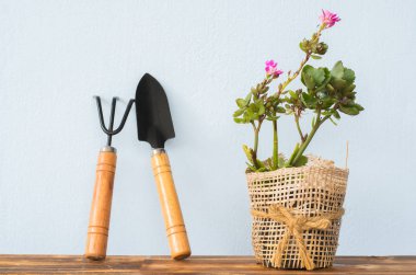 Çok güzel kapalı kaktüs Bahçe