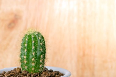 Çok güzel kapalı kaktüs Bahçe