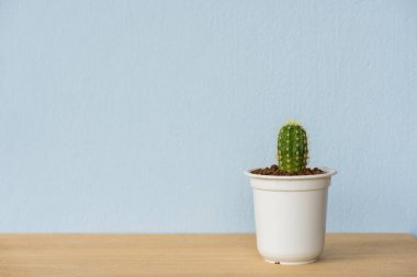 Çok güzel kapalı kaktüs Bahçe