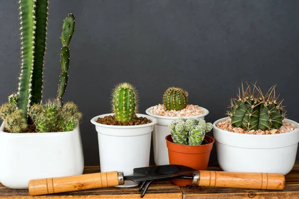 Çok güzel kapalı kaktüs Bahçe