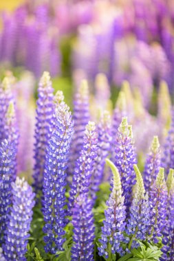 Russle Lupines, Lake Tekapo